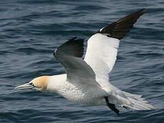 Northern Gannet