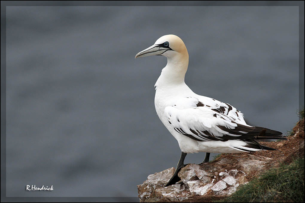 Northern Gannet