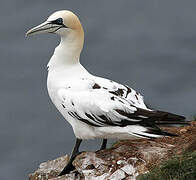 Northern Gannet