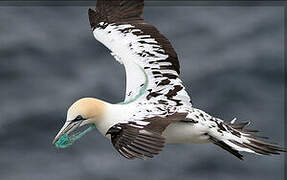 Northern Gannet