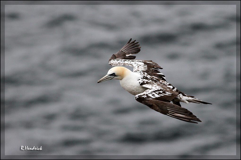 Northern Gannet