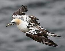 Northern Gannet