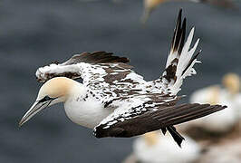 Northern Gannet