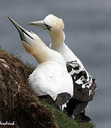 Northern Gannet