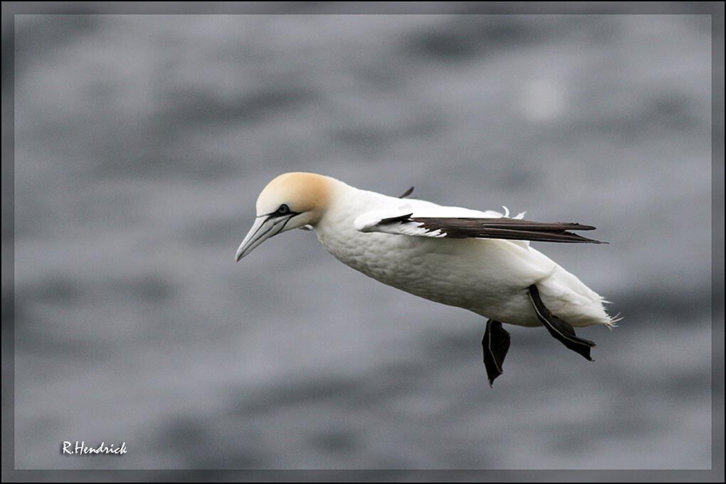 Northern Gannet