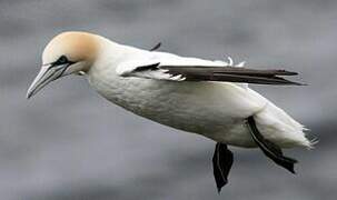 Northern Gannet