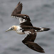 Northern Gannet