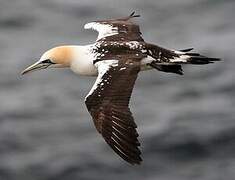 Northern Gannet