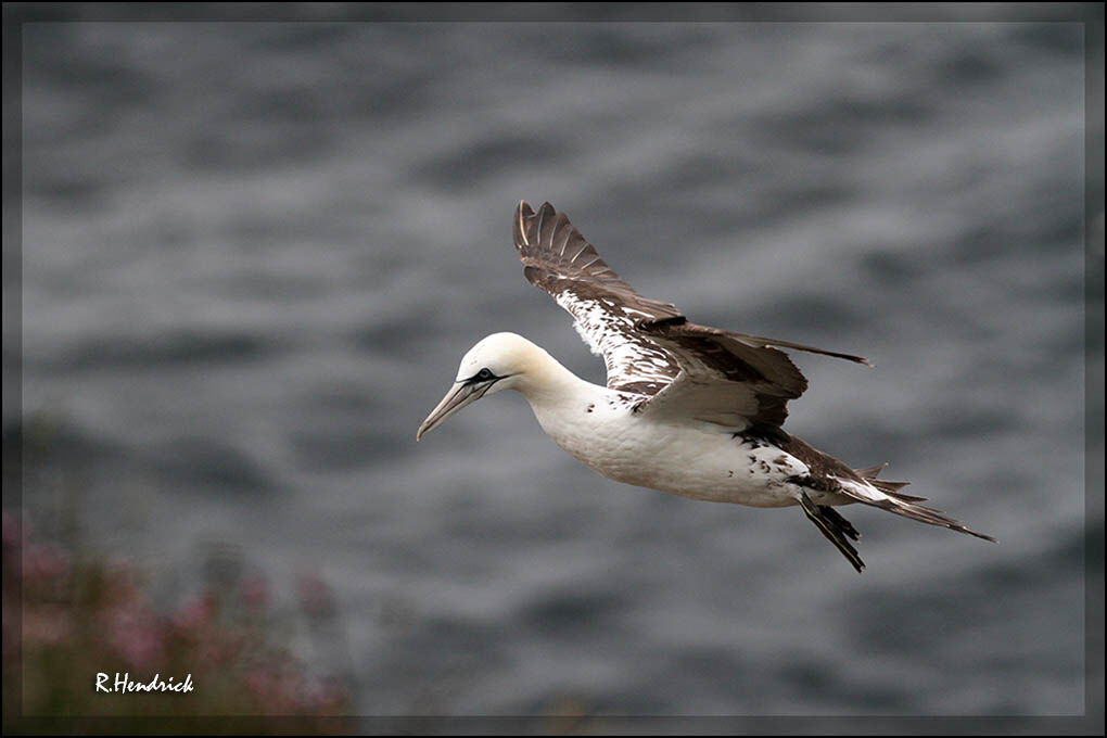 Northern Gannet