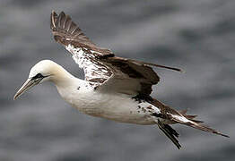 Northern Gannet