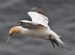 Northern Gannet