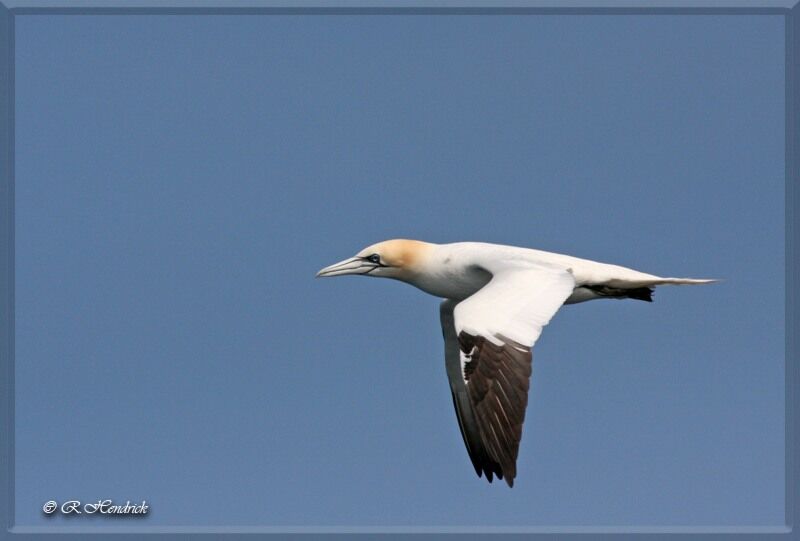 Northern Gannet