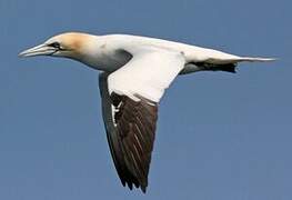 Northern Gannet