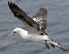 Northern Gannet