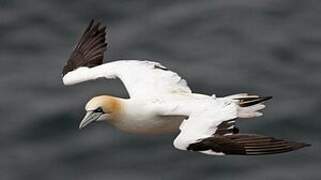 Northern Gannet