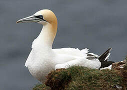 Northern Gannet