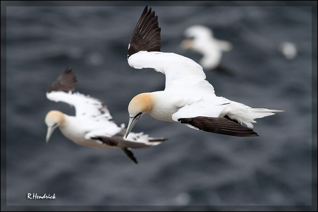 Northern Gannet