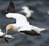 Northern Gannet