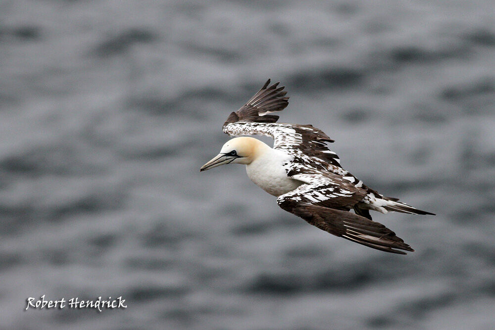 Northern Gannet