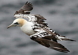 Northern Gannet