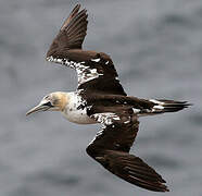 Northern Gannet