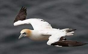 Northern Gannet