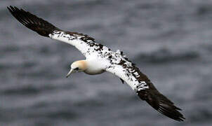 Northern Gannet