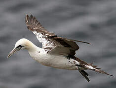 Northern Gannet