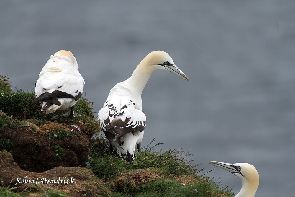 Northern Gannet