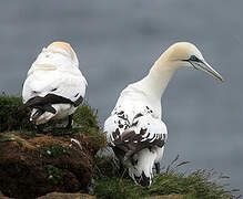 Northern Gannet