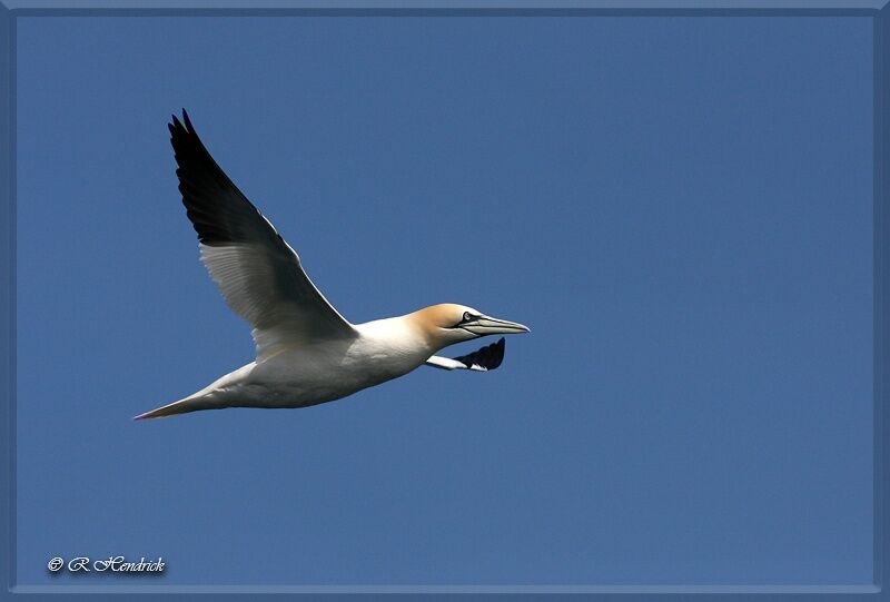 Northern Gannet