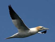 Northern Gannet