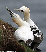 Northern Gannet