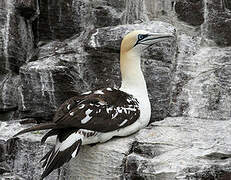 Northern Gannet