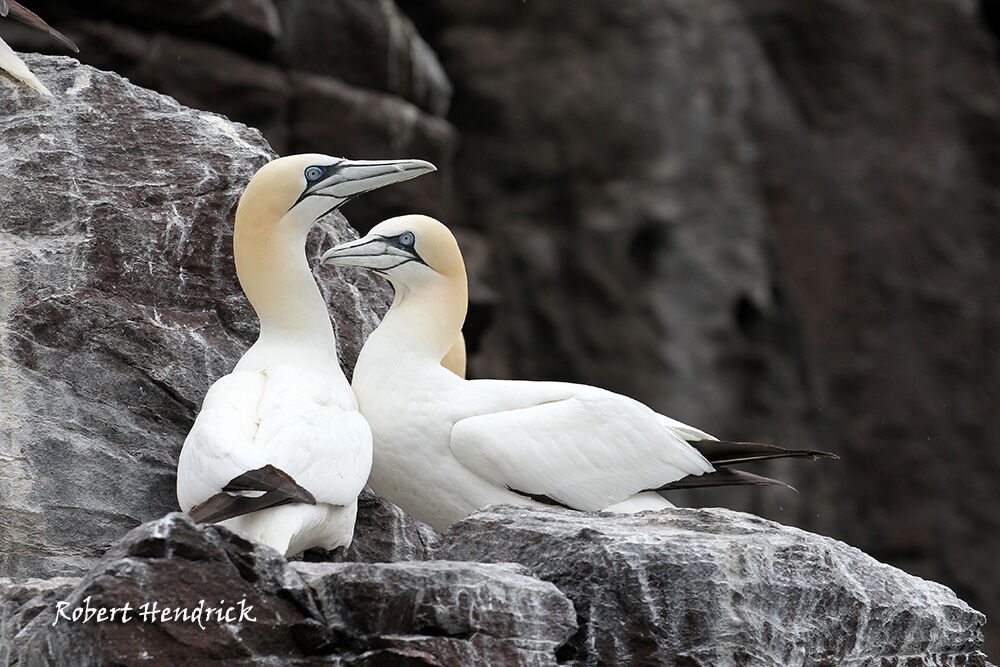 Northern Gannet