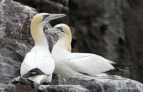 Northern Gannet