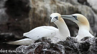 Northern Gannet