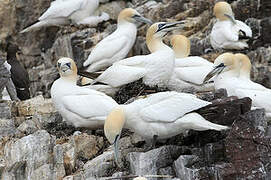 Northern Gannet