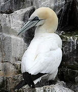 Northern Gannet