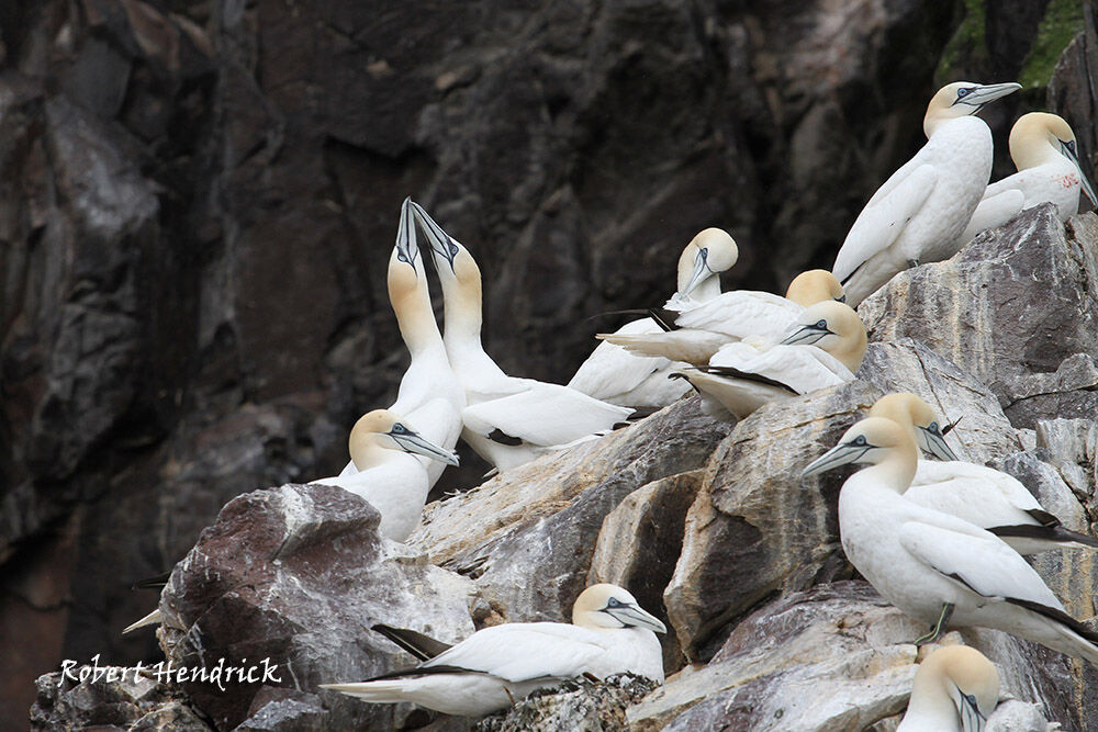 Northern Gannet