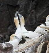 Northern Gannet