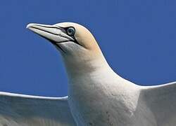 Northern Gannet