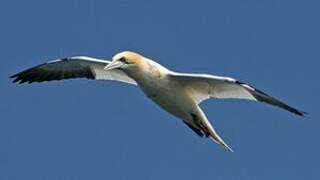 Northern Gannet