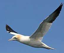 Northern Gannet