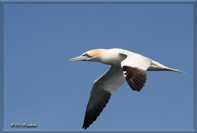 Northern Gannet