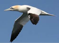 Northern Gannet