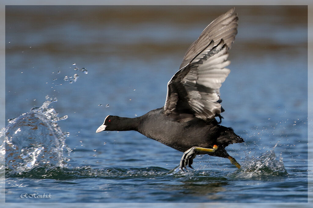 Eurasian Coot