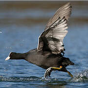 Eurasian Coot