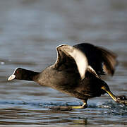 Eurasian Coot