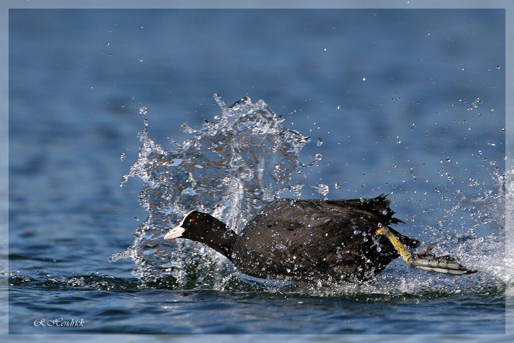 Eurasian Coot